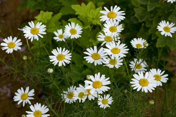 Flores Brillantes Manzanilla Verano Sol — Foto de Stock