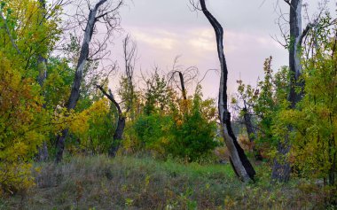 Çayırların arka planında, ormanın üzerinde gün doğumu.