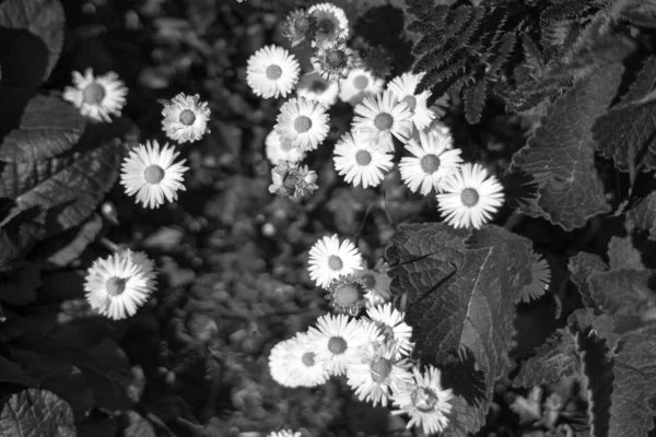 Piękne Kwiaty Pierwiosnka Jasny Słoneczny Kolor — Zdjęcie stockowe