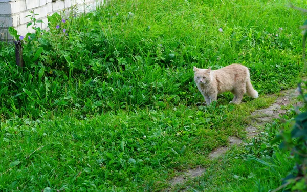 Ingefära Katt Det Gröna Gräset — Stockfoto
