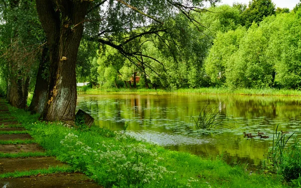 Summer Landscape Green Trees — Stock Photo, Image