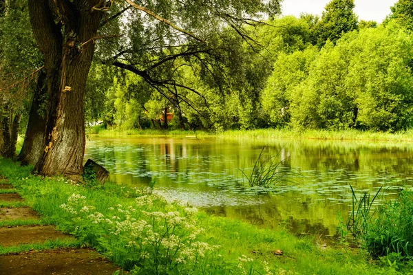 Summer Landscape Green Trees — Stock Photo, Image