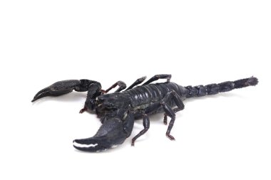 Kara Asya orman akrebi (Heterometrus) Asya 'daki tropikal ormanlarda beyaz arka planda bulunan zehirli böcekler bulunabilir.