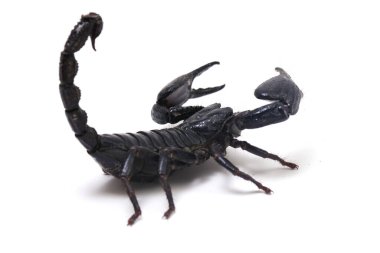 Kara Asya orman akrebi (Heterometrus) Asya 'daki tropikal ormanlarda beyaz arka planda bulunan zehirli böcekler bulunabilir.