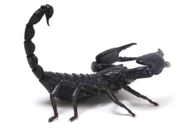 Kara Asya orman akrebi (Heterometrus) Asya 'daki tropikal ormanlarda beyaz arka planda bulunan zehirli böcekler bulunabilir.