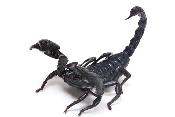 Czarny Azjatycki Skorpion Leśny Heterometrus Trujące Owady Można Znaleźć Lasach — Zdjęcie stockowe