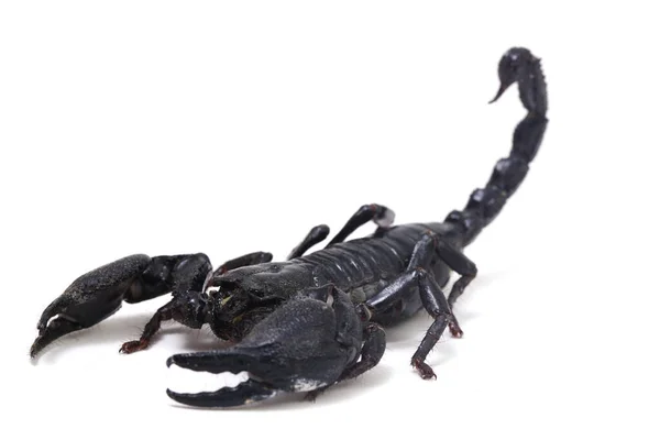 Escorpión Del Bosque Negro Asiático Heterometrus Los Insectos Venenosos Pueden —  Fotos de Stock