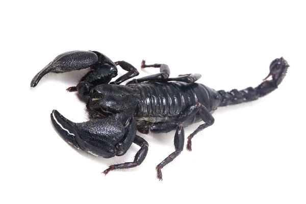 Scorpione Della Foresta Asiatica Nera Eterometrico Gli Insetti Velenosi Possono — Foto Stock