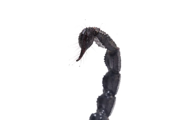 แมงป องเอเช Heterometrus แมลงท ษสามารถพบได ในป าเขตร อนในเอเช — ภาพถ่ายสต็อก
