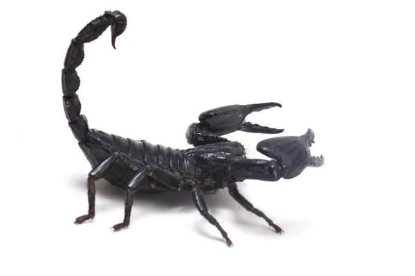 Scorpion Forêt Noire Asie Heterometrus Trouve Des Insectes Toxiques Dans — Photo