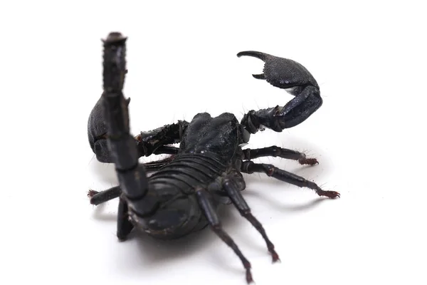 Černý Asijský Lesní Škorpión Heterometrus Jedovatý Hmyz Lze Nalézt Tropických — Stock fotografie
