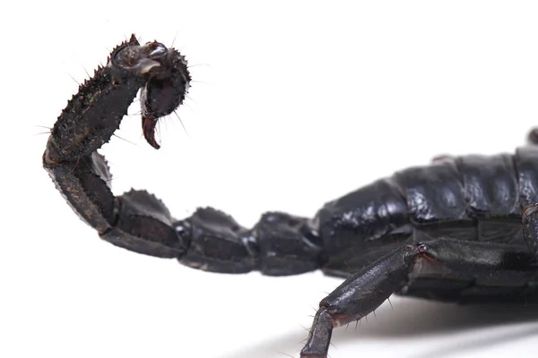 Black Asian forest scorpion (Heterometrus) Poisonous insects can be found in tropical forests in Asia isolated on a white background