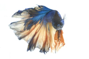 Beyaz arka planda izole edilmiş dövüşen bir balığın görüntüsü. (Beta ihtişamı)