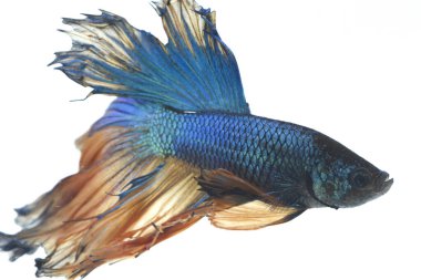 Beyaz arka planda izole edilmiş dövüşen bir balığın görüntüsü. (Beta ihtişamı)