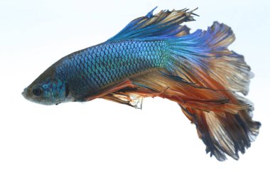 Beyaz arka planda izole edilmiş dövüşen bir balığın görüntüsü. (Beta ihtişamı)