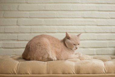 Güzel kedi turuncu kanepede yatıyor.