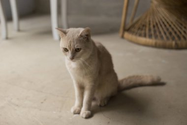 Güzel kedi turuncu kanepede yatıyor.