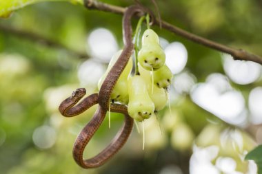 Pareas carinatus, yılangiller (Pareidae) familyasından bir yılan türü. Güneydoğu Asya 'da nispeten yaygın.