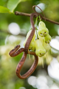 Pareas carinatus, yılangiller (Pareidae) familyasından bir yılan türü. Güneydoğu Asya 'da nispeten yaygın.