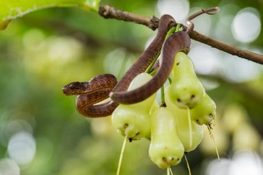 Pareas carinatus, yılangiller (Pareidae) familyasından bir yılan türü. Güneydoğu Asya 'da nispeten yaygın.