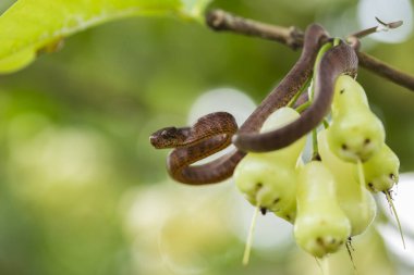 Pareas carinatus, yılangiller (Pareidae) familyasından bir yılan türü. Güneydoğu Asya 'da nispeten yaygın.