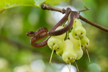 Pareas carinatus, yılangiller (Pareidae) familyasından bir yılan türü. Güneydoğu Asya 'da nispeten yaygın.