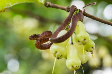 Pareas carinatus, yılangiller (Pareidae) familyasından bir yılan türü. Güneydoğu Asya 'da nispeten yaygın.