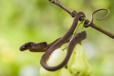 Pareas carinatus, yılangiller (Pareidae) familyasından bir yılan türü. Güneydoğu Asya 'da nispeten yaygın.