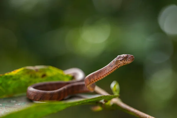 Keeled Slug Eating Snake Pareas Carinatus Species Snake Family Pareidae — Stock Photo, Image