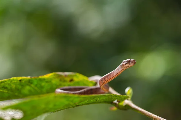 Keeled Slug Eating Snake Pareas Carinatus Species Snake Family Pareidae — Stock Photo, Image