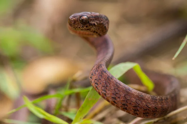 Pareas Carinatus Uma Espécie Serpente Família Pareidae Relativamente Difundida Sudeste — Fotografia de Stock
