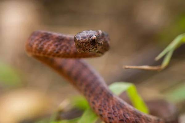 Keeled Slug Eating Snake Pareas Carinatus Species Snake Family Pareidae — Stock Photo, Image