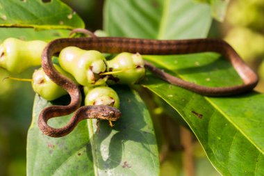 Pareas carinatus, yılangiller (Pareidae) familyasından bir yılan türü. Güneydoğu Asya 'da nispeten yaygın.