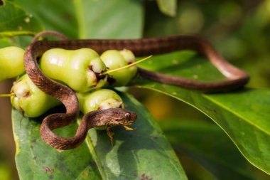Pareas carinatus, yılangiller (Pareidae) familyasından bir yılan türü. Güneydoğu Asya 'da nispeten yaygın.