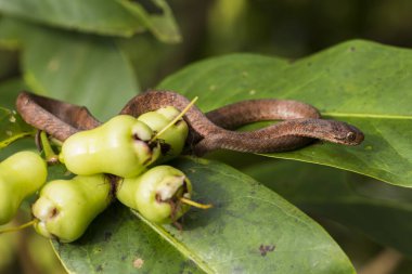 Pareas carinatus, yılangiller (Pareidae) familyasından bir yılan türü. Güneydoğu Asya 'da nispeten yaygın.