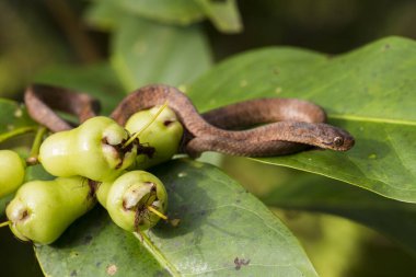 Pareas carinatus, yılangiller (Pareidae) familyasından bir yılan türü. Güneydoğu Asya 'da nispeten yaygın.