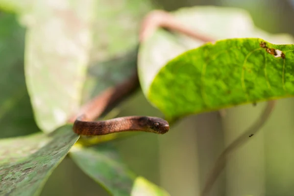 Serpente Carnivoro Pareas Carinatus Una Specie Serpente Della Famiglia Pareidae — Foto Stock