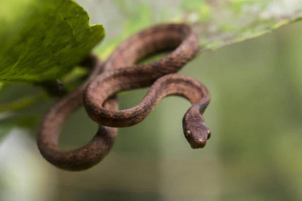 Gerinces Csigaevő Kígyó Pareas Carinatus Pareidae Család Kígyófaja Viszonylag Elterjedt — Stock Fotó