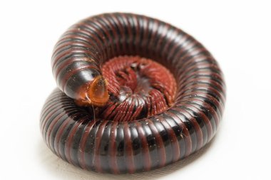 Kırkayak beyaz arka planda izole edilmiş bir daireye yuvarlandı. 