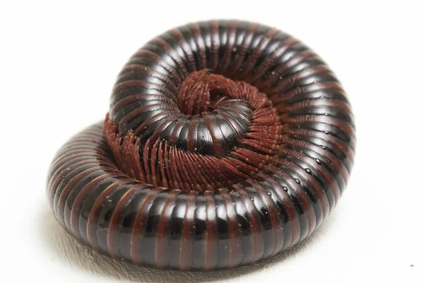 Millipede งเป นวงกลมท แยกก นบนพ นหล ขาว — ภาพถ่ายสต็อก