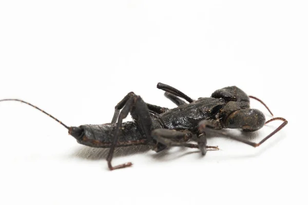 Close Escorpião Chicote Vinagre Mastigoproctus Giganteus Sobre Fundo Branco — Fotografia de Stock