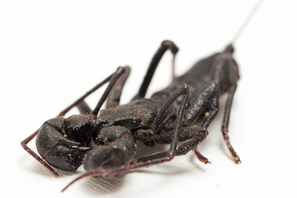 Gros Plan Scorpion Fouet Garrot Vigne Mastigoproctus Giganteus Sur Fond — Photo