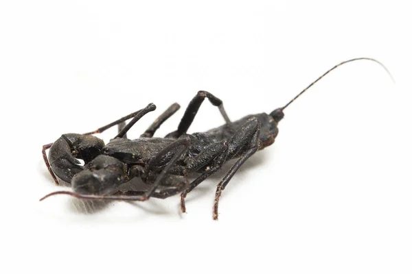 Großaufnahme Von Peitschenskorpion Oder Essigpfeil Mastigoproctus Giganteus Auf Weißem Hintergrund — Stockfoto