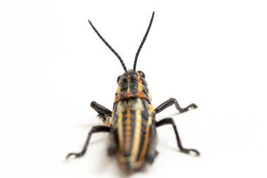 Kuzey benekli çekirge (Aularches miliaris) beyaz arka planda izole edildi