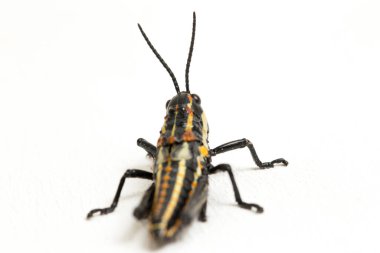 Kuzey benekli çekirge (Aularches miliaris) beyaz arka planda izole edildi