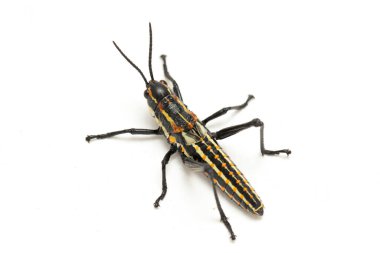 Kuzey benekli çekirge (Aularches miliaris) beyaz arka planda izole edildi