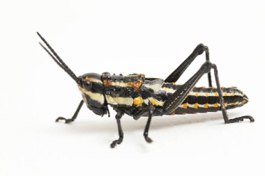 Kuzey benekli çekirge (Aularches miliaris) beyaz arka planda izole edildi