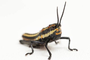 Kuzey benekli çekirge (Aularches miliaris) beyaz arka planda izole edildi