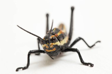 Kuzey benekli çekirge (Aularches miliaris) beyaz arka planda izole edildi