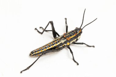 Kuzey benekli çekirge (Aularches miliaris) beyaz arka planda izole edildi